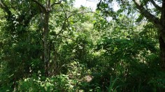 18-Year-Old Naturally Regenerating Forest (IMAGE)