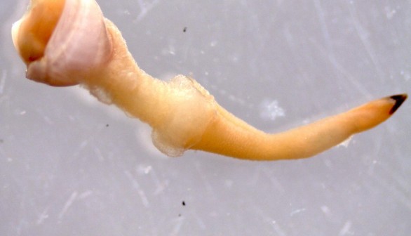 Wood-Boring Clam Close-up (IMAGE)