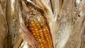 Corn Infected With Aflatoxin (IMAGE)