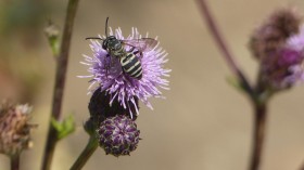 Triepeolus on Canada Thistle (IMAGE)