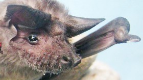 New Bombali ebolavirus Found in Kenyan Bat (IMAGE)