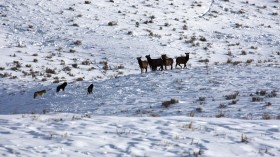 Wolves and Elk in Yellowstone (IMAGE)