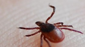 Scientists Challenge Assumption That Tick Risk Grows With The Grass (IMAGE)