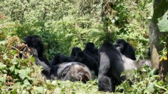 Grauer's Gorilla Group (IMAGE)