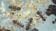 Ant Microbiota (IMAGE)