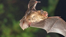 Soprano Pipistrelle Bat (Pipistrellus pygmaeus) (IMAGE)