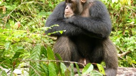 Male Chimpanzee (IMAGE)