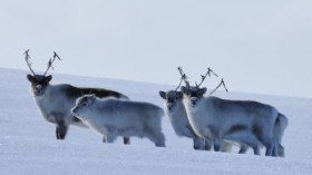 Reindeer On Svalbard Adapt to Climate Change (IMAGE)