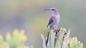 Cape Sugarbird (IMAGE)