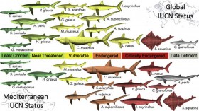 Sharks in the Med (IMAGE)