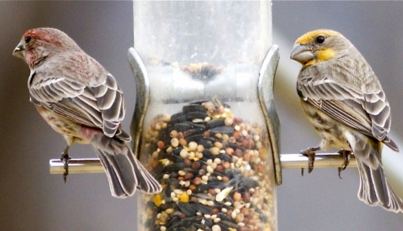 red and yellow male house finches