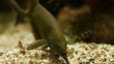 Weakly Electric Elephantnose Fish (IMAGE)