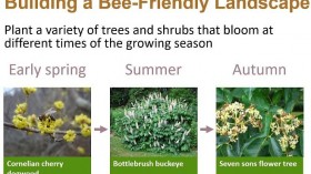 Building a Bee-Friendly Landscape (IMAGE)