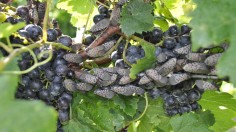 Lanternflies Grapes (IMAGE)