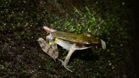 Male Warszewitsch's Frog (IMAGE)