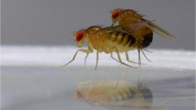 Mating Flies (IMAGE)