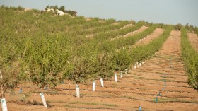 Drought and Central Valley Orchard (IMAGE)