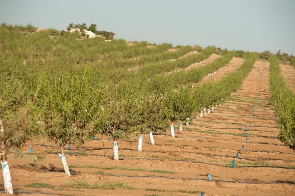 Drought and Central Valley Orchard (IMAGE)