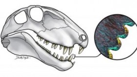 a Dimetrodon skull with histological thin section tooth detail