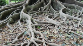 Ficus aurea (IMAGE)