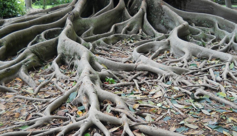 Ficus aurea (IMAGE)