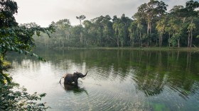 Forest Elephant (IMAGE)