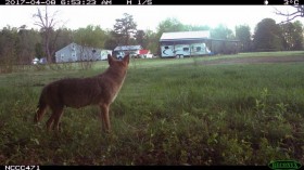 Coyote Near House (IMAGE)