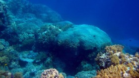 Red Sea Coral (IMAGE)