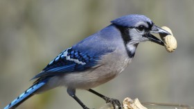 Blue Jay (IMAGE)