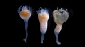 From Polyp to Jellyfish (IMAGE)