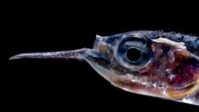 Mesopelagic Fish