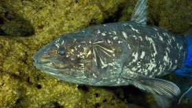 Picture of the Coelacanth Latimeria (IMAGE)