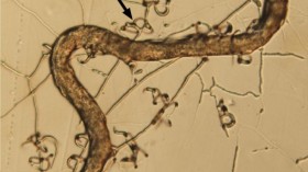 A. oligospora (IMAGE)