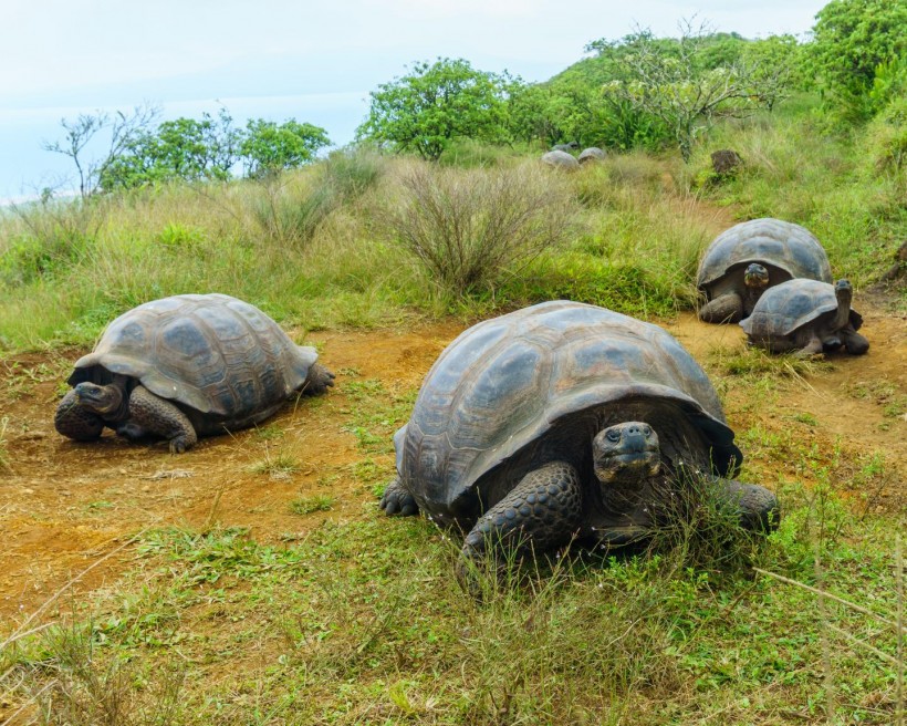 Giant Tortoises (IMAGE)