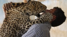 Zohra, a one-year-old female African leopard, plays with its zoo keeper at Ghamadan zoo near Amman April 23, 2009.