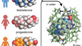 The Synthetic Receptor Preferentially Binds a Male Hormone (IMAGE)