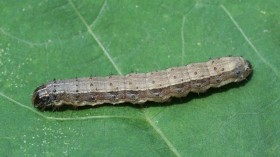 Fall Armyworm -- Spodoptera frugiperda (IMAGE)