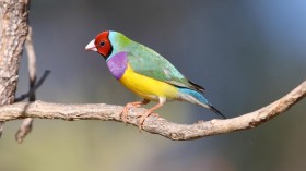 Red-Headed Gouldian Finch (IMAGE)