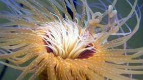 Anemones not so Simple after All (1 of 2) (IMAGE)