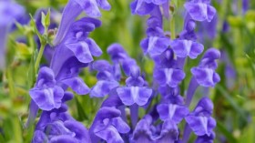 Scutellaria baicalensis (IMAGE)