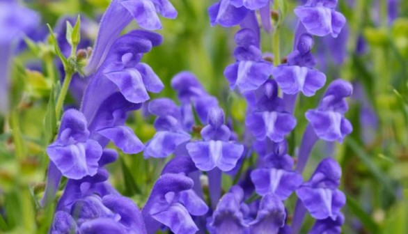 Scutellaria baicalensis (IMAGE)