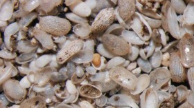 Ostracod Shells (IMAGE)