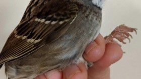 White-Throated Sparrow (IMAGE)