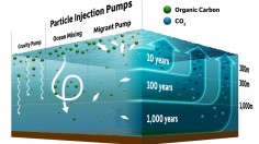 Particle Injection Pumps in the Ocean Carbon Cycle (IMAGE)