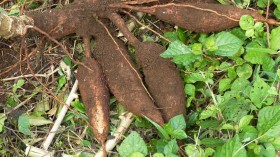 Cassava Plants