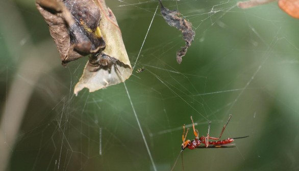 Hymenoepimecis veranii Attacking Araneus omnicolor (IMAGE)