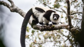 One of Madagascar's Lemurs (IMAGE)