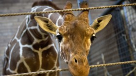 Copenhagen Zoo Kills Young Giraffe, Feeds Body to Lions 