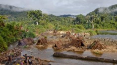 Illegal Logging in Protected Areas in Madagascar (IMAGE)
