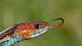 San Francisco Garter Snake (IMAGE)